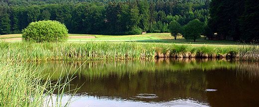 Bild vom Naturschutzgebiet Bermoos