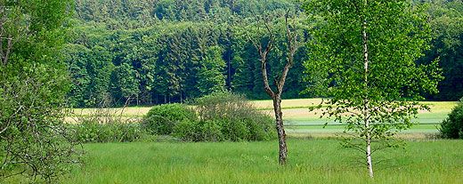 Bild Natur